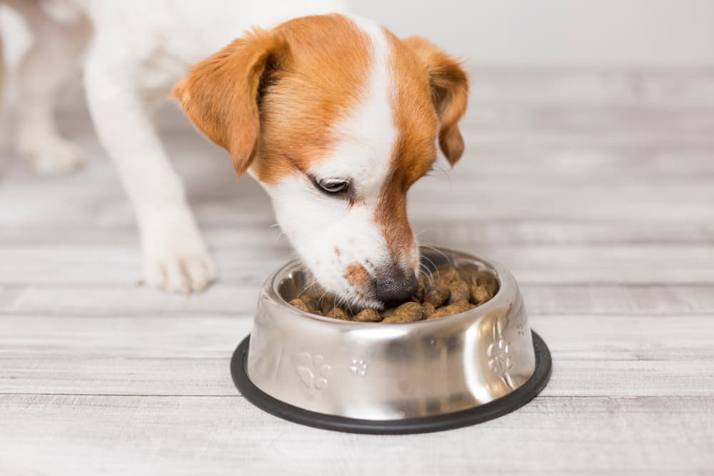 CBD for Pets